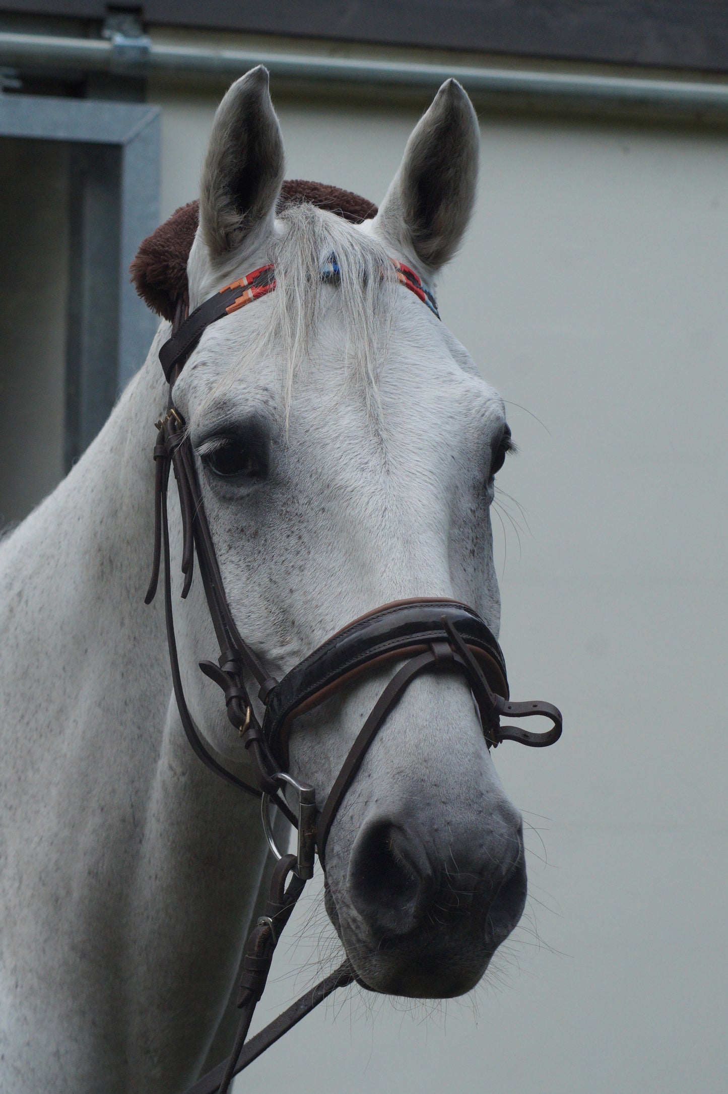 Stirnriemen Polo Orange/Rot/Blau