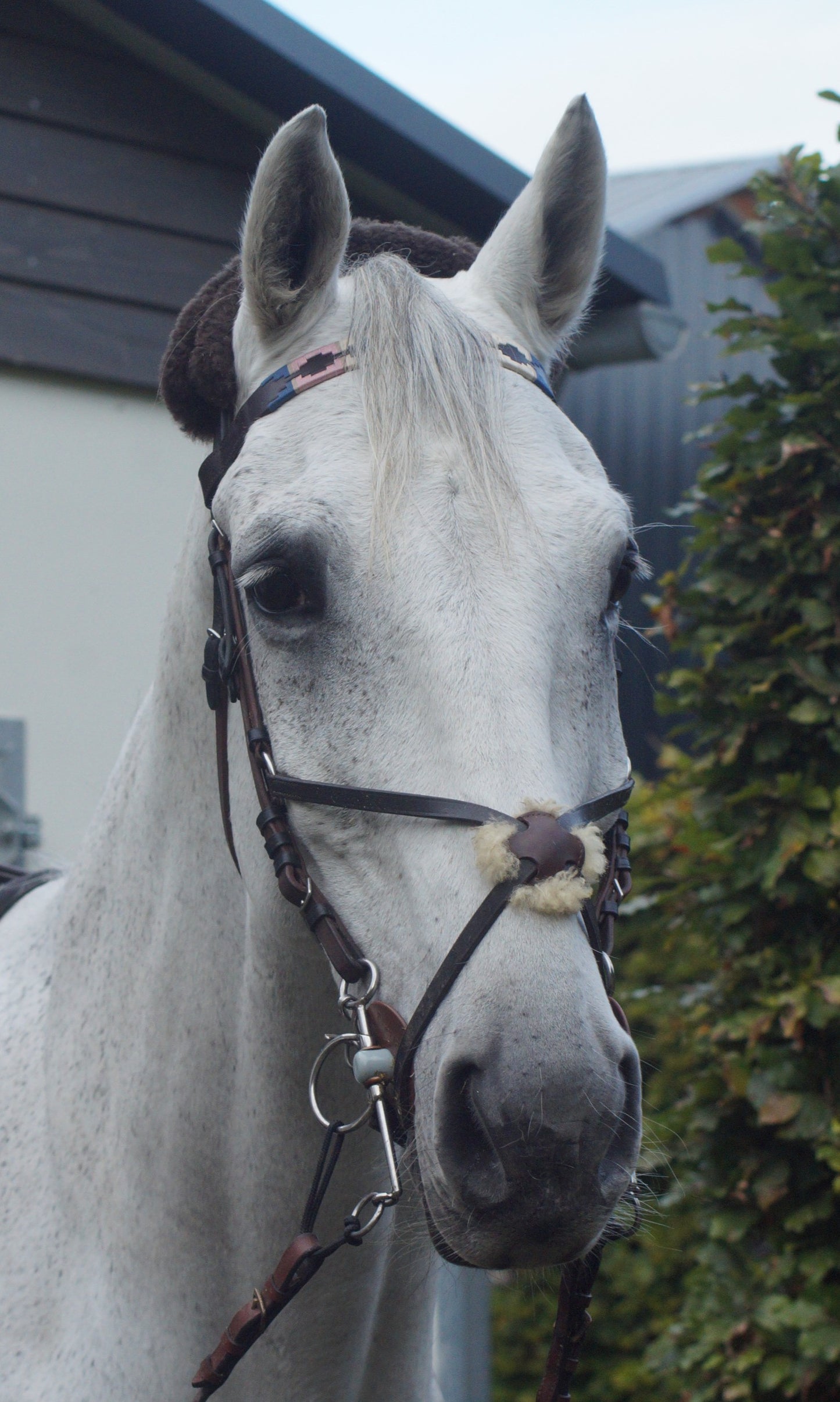 Stirnriemen Polo Blau/Rosa/Beige