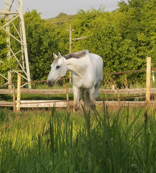 Der Weideauftrieb - Pferde im Frühjahr richtig Anweiden