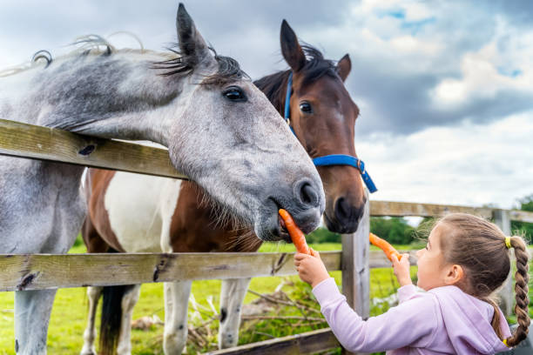 Pferdeleckerchen: Vor- und Nachteile sowie gesunde Alternativen