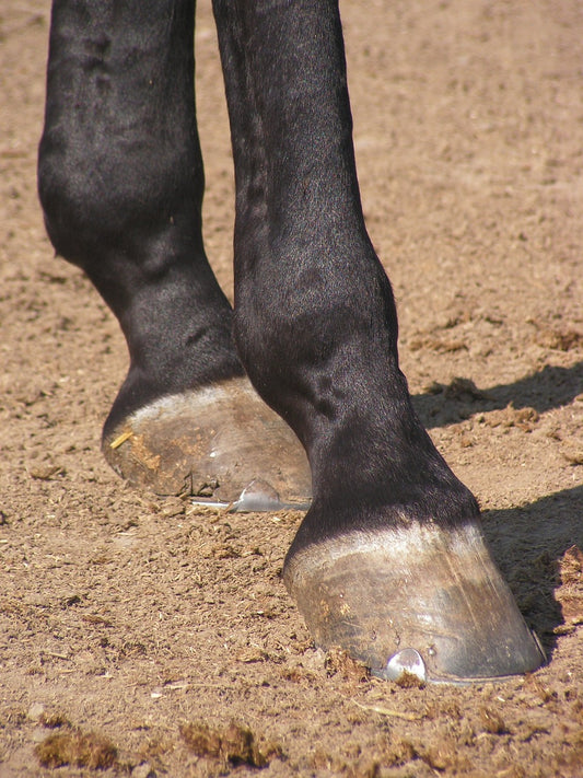Strahlfäule bei Pferden: Ursachen, Symptome und Behandlung
